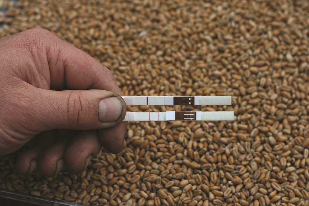 Lateral flow device test for fusarium mycotoxins in grain